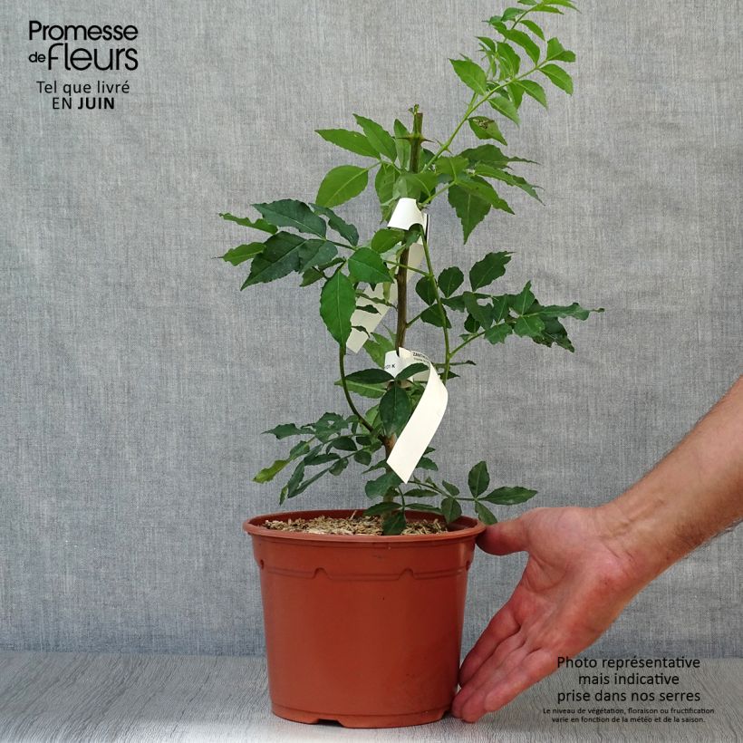 Amostra de Zanthoxylum piperitum Vaso de 2 L/3 L tal como entregue no verão