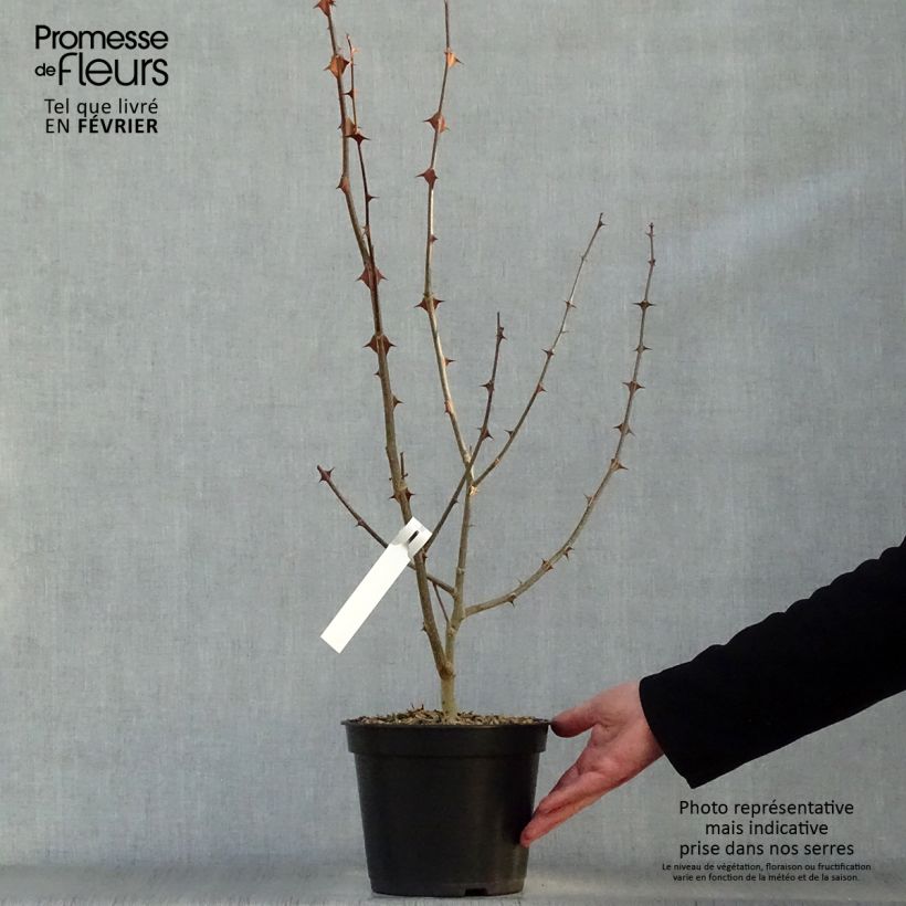 Amostra de Zanthoxylum simulans Vaso de 2 L/3 L tal como entregue no inverno