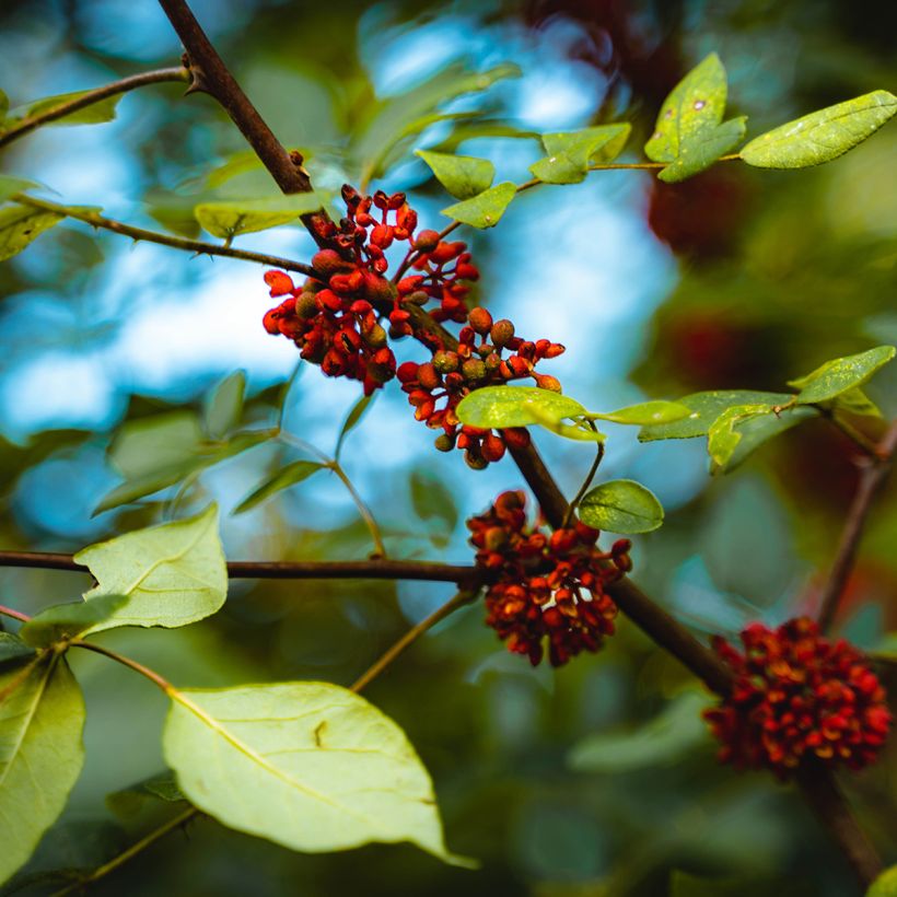 Zanthoxylum americanum (Floração)