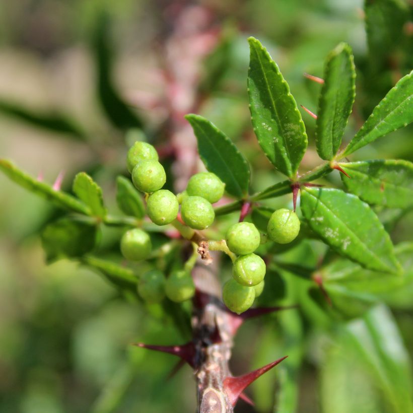 Zanthoxylum armatum (Folhagem)