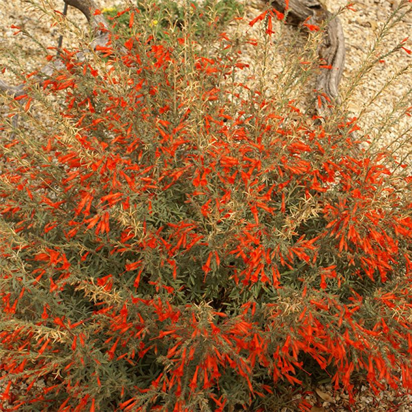 Zauschneria californica (Floração)