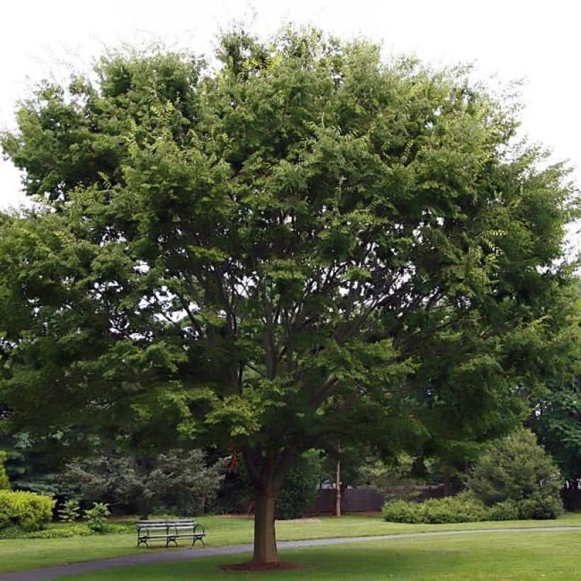 Zelkova serrata (Hábito)