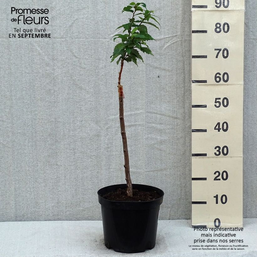 Amostra de Zelkova serrata Goblin - Orme de Sibérie Vaso de 4 L/5 L tal como entregue no verão