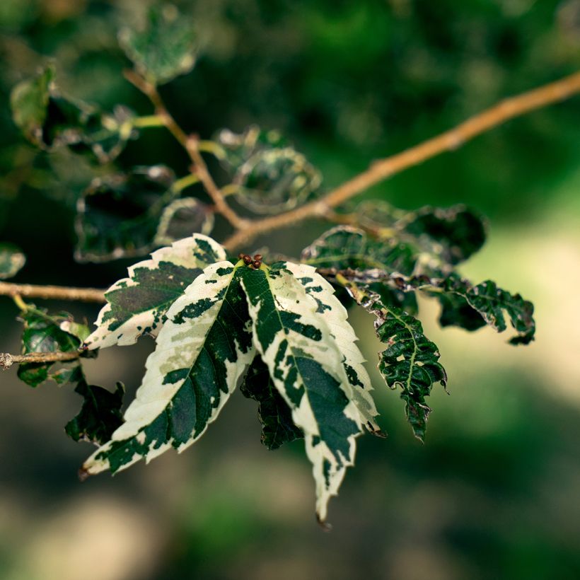 Zelkova serrata Variegata (Folhagem)