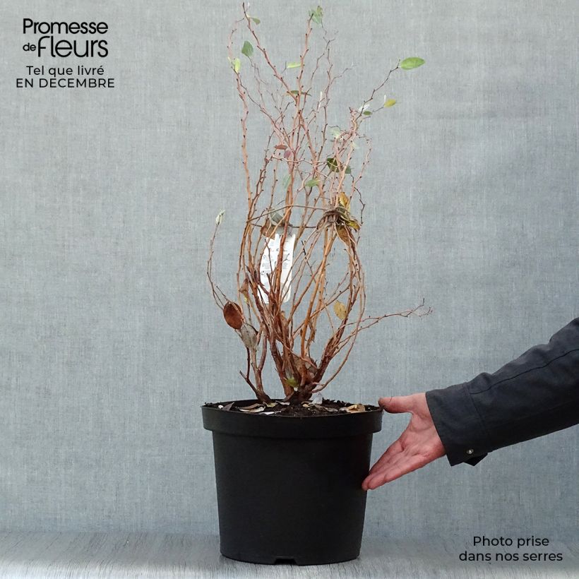 Amostra de Zenobia pulverulenta Blue Sky - Muguet en arbre Vaso de 7,5 L/10 L tal como entregue no inverno