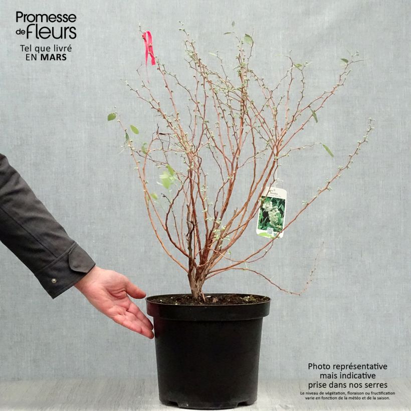 Amostra de Zenobia pulverulenta Blue Sky Vaso de 7,5 L/10 L tal como entregue na primavera