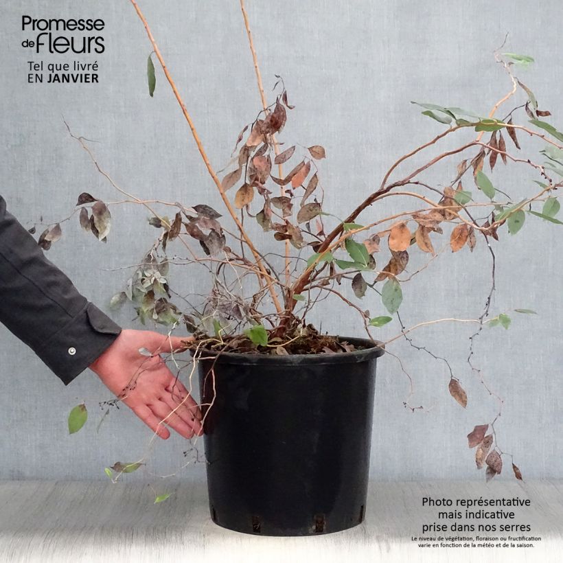 Amostra de Zenobia pulverulenta Blue Sky - Muguet en arbre Vaso de 12 L/15 L tal como entregue no inverno