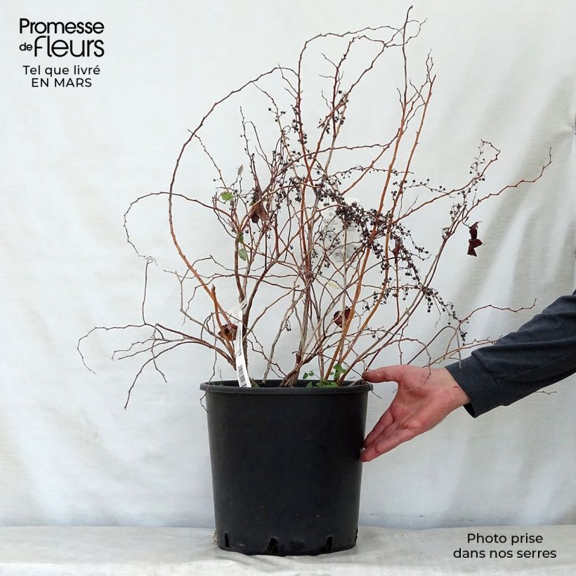 Amostra de Zenobia pulverulenta Blue Sky Vaso de 12 L/15 L tal como entregue na primavera