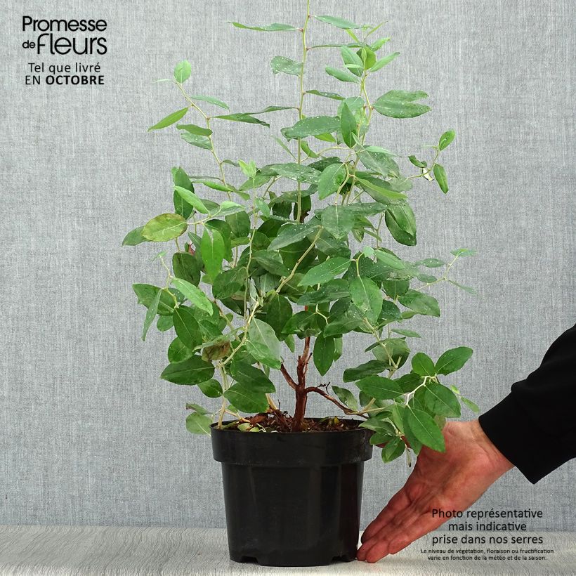 Amostra de Zenobia pulverulenta Blue Sky Vaso de 3 L/4 L tal como entregue no outono