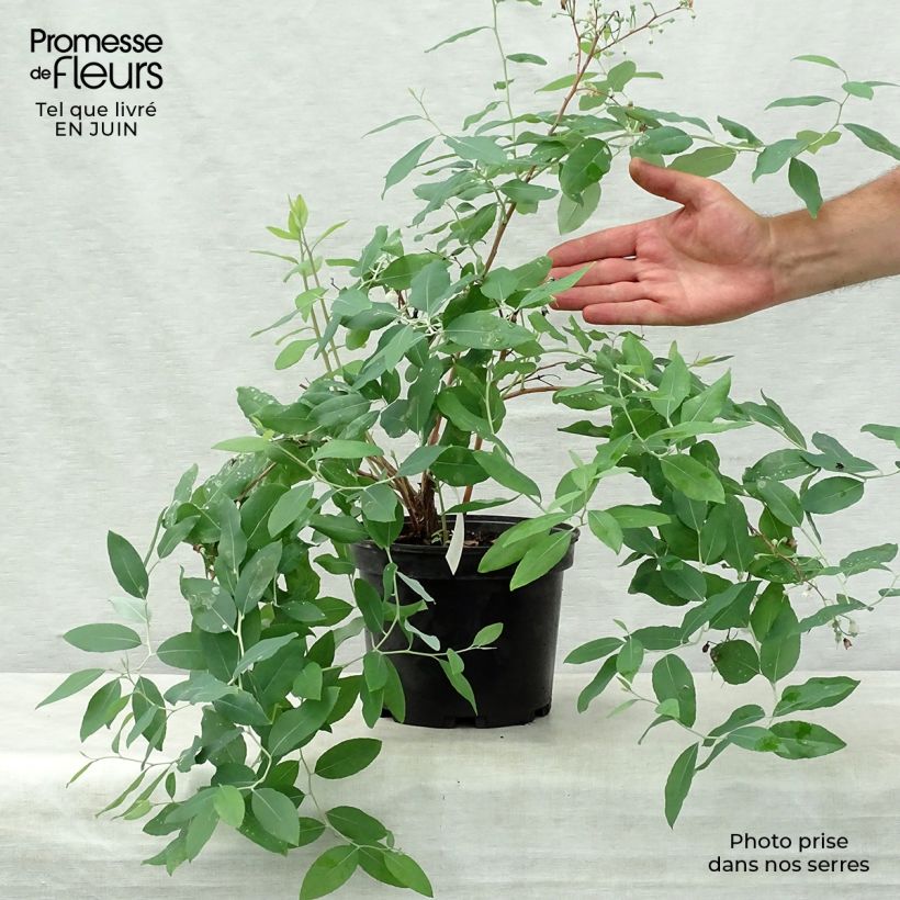 Amostra de Zenobia pulverulenta Blue Sky Vaso de 3 L/4 L tal como entregue no verão
