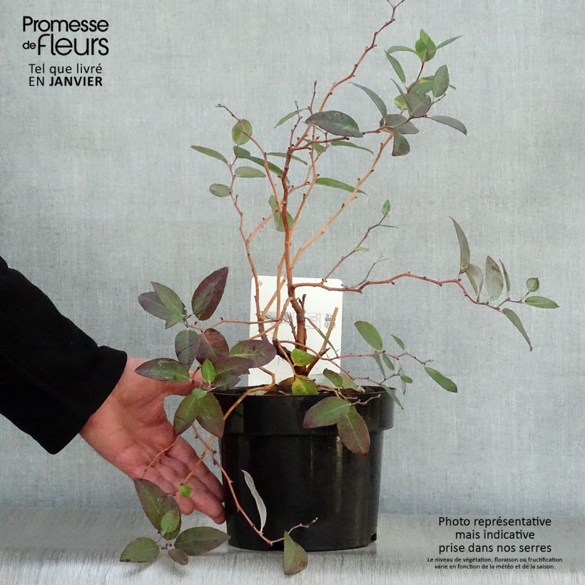 Amostra de Zenobia pulverulenta Blue Sky - Muguet en arbre Vaso de 3 L/4 L tal como entregue no inverno