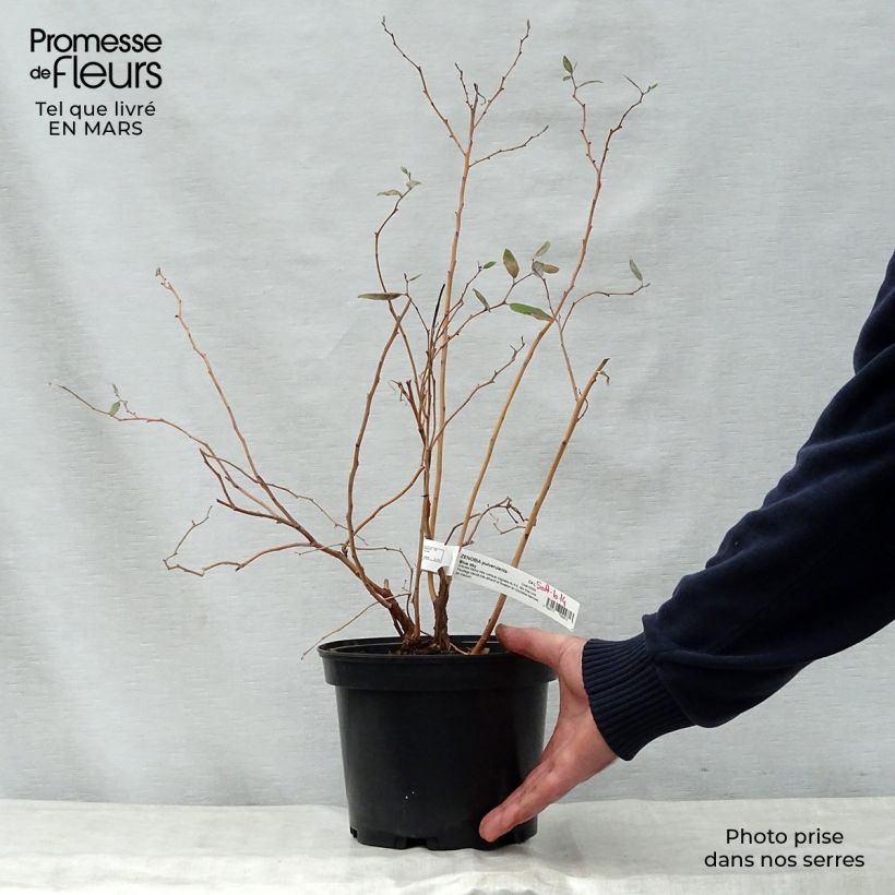 Amostra de Zenobia pulverulenta Blue Sky Vaso de 3 L/4 L tal como entregue na primavera