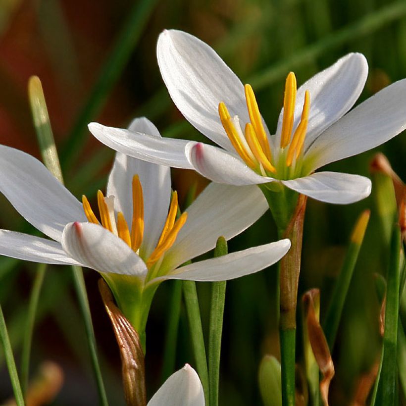 Zephyranthes candida (Floração)
