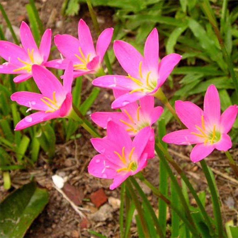 Zephyranthes rosea (Floração)