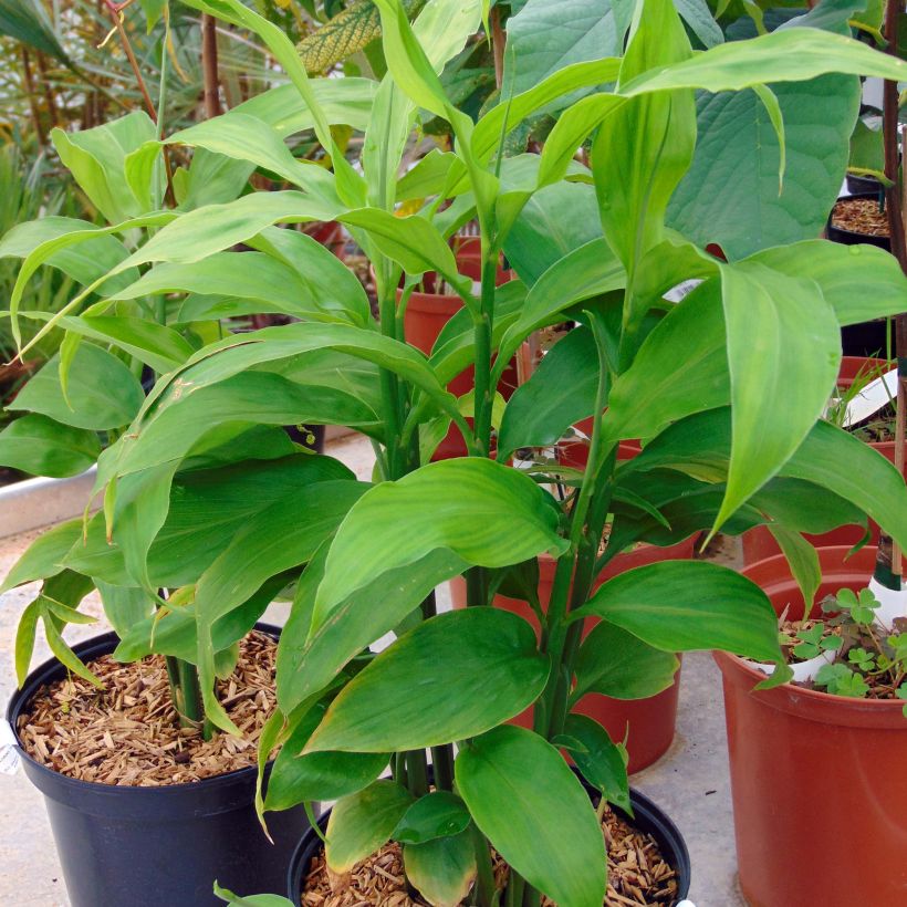 Zingiber mioga (Hábito)