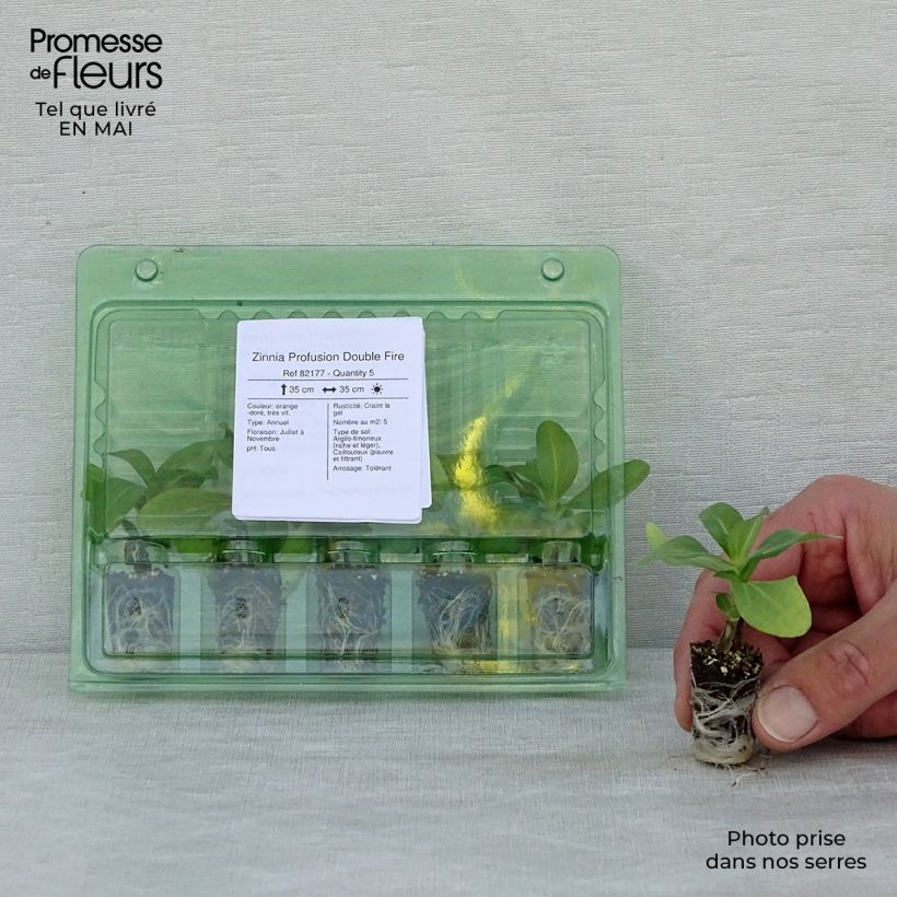 Amostra de Zinnia Zahara Double Fire Mini-motte Ø 1,5/2,5 cm tal como entregue na primavera