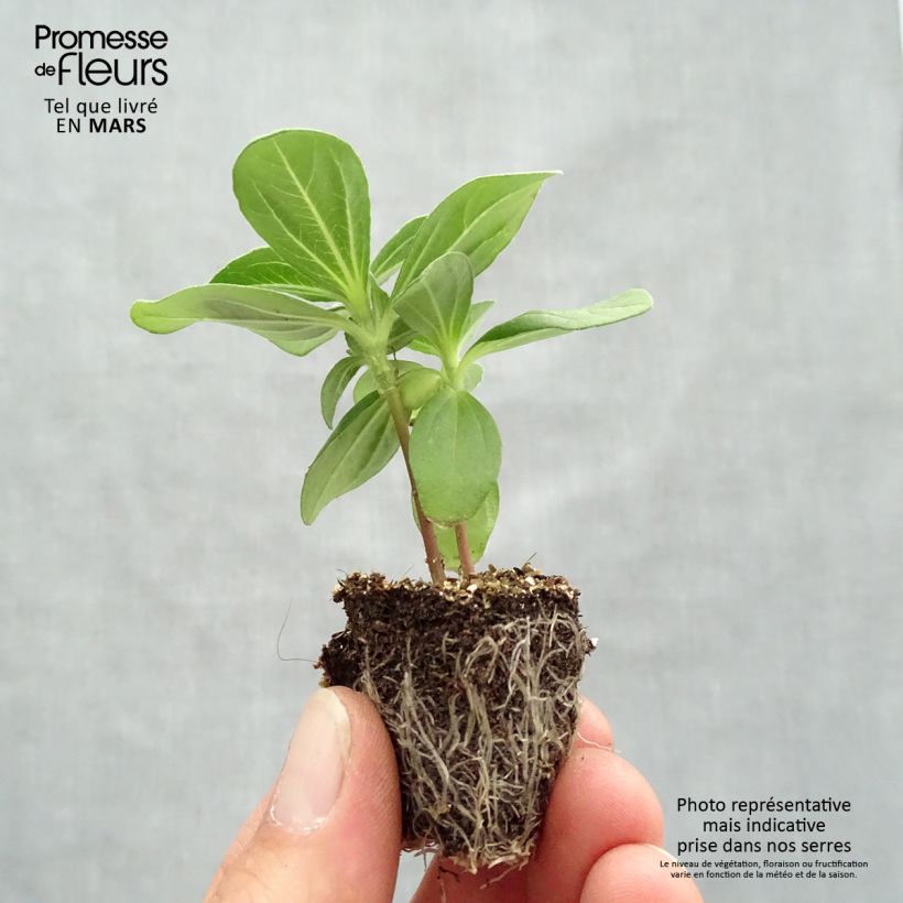 Amostra de Zinnia Profusion Double Hot Cherry Jardimotte: torrão de 3,8 cm x 3,2 cm em tabuleiro de cultivo de 16 unidades tal como entregue na primavera