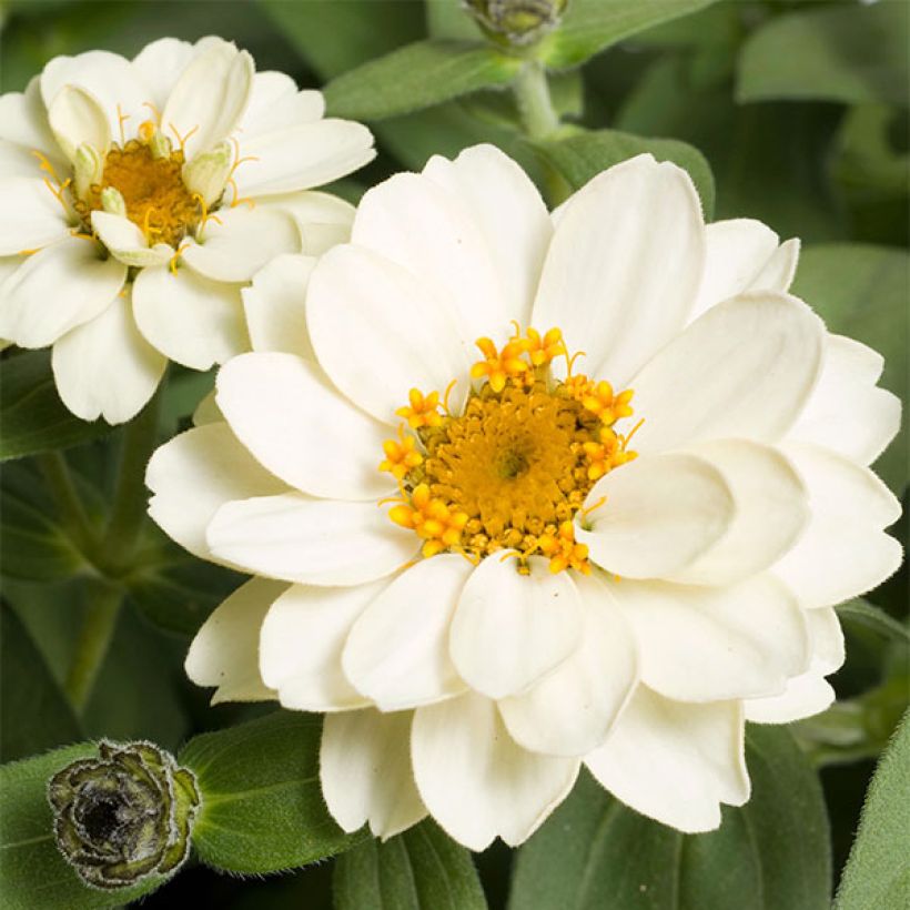 Zínia Zahara Double White (Floração)