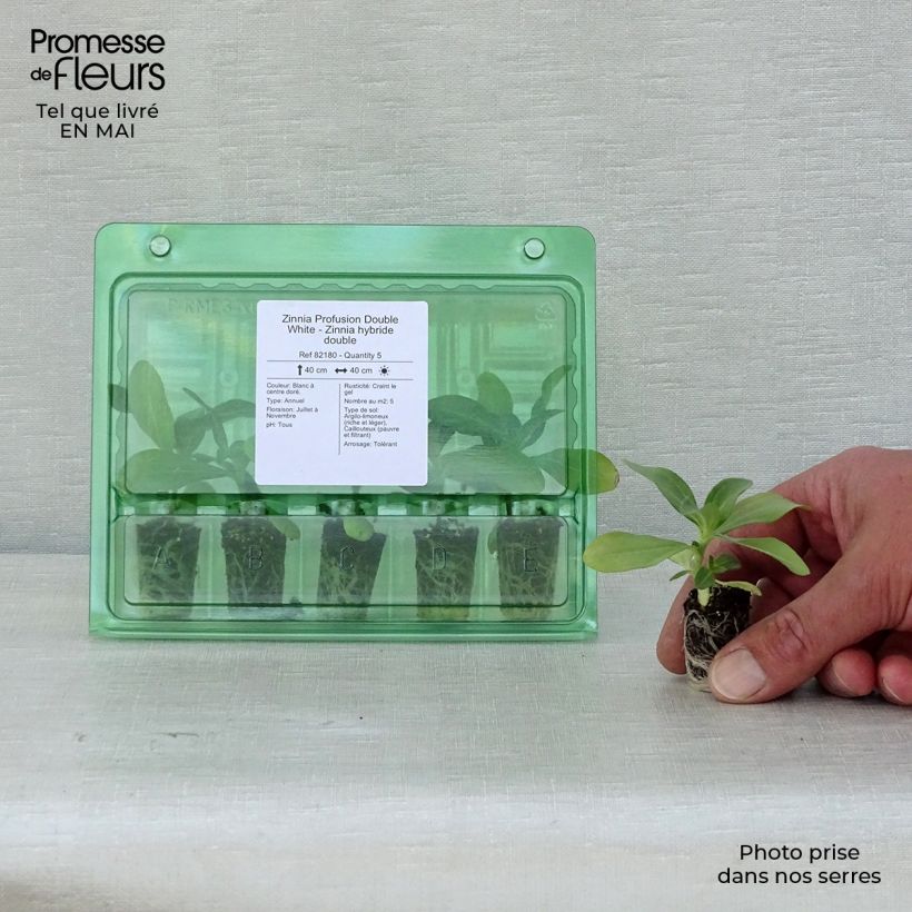 Amostra de Zinnia Zahara Double White - Zinnia hybride double Mini-motte Ø 1,5/2,5 cm tal como entregue na primavera