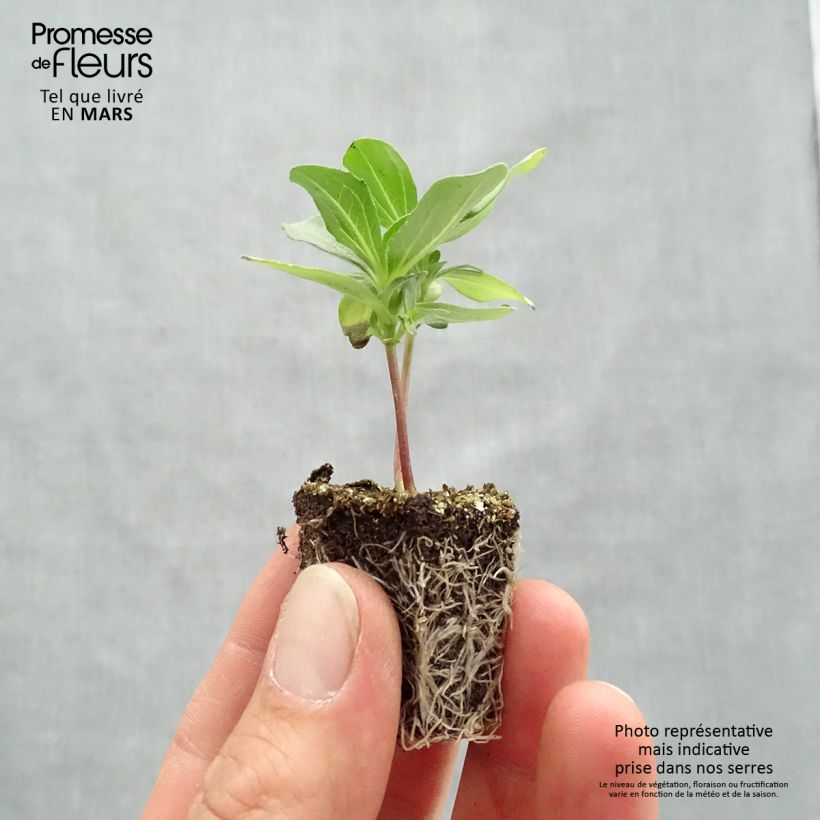 Amostra de Zinnia Profusion Double mélange Mini-mottes Jardimotte : motte 3,8 cm x 3,2 cm en plaque de culture par 16 tal como entregue na primavera