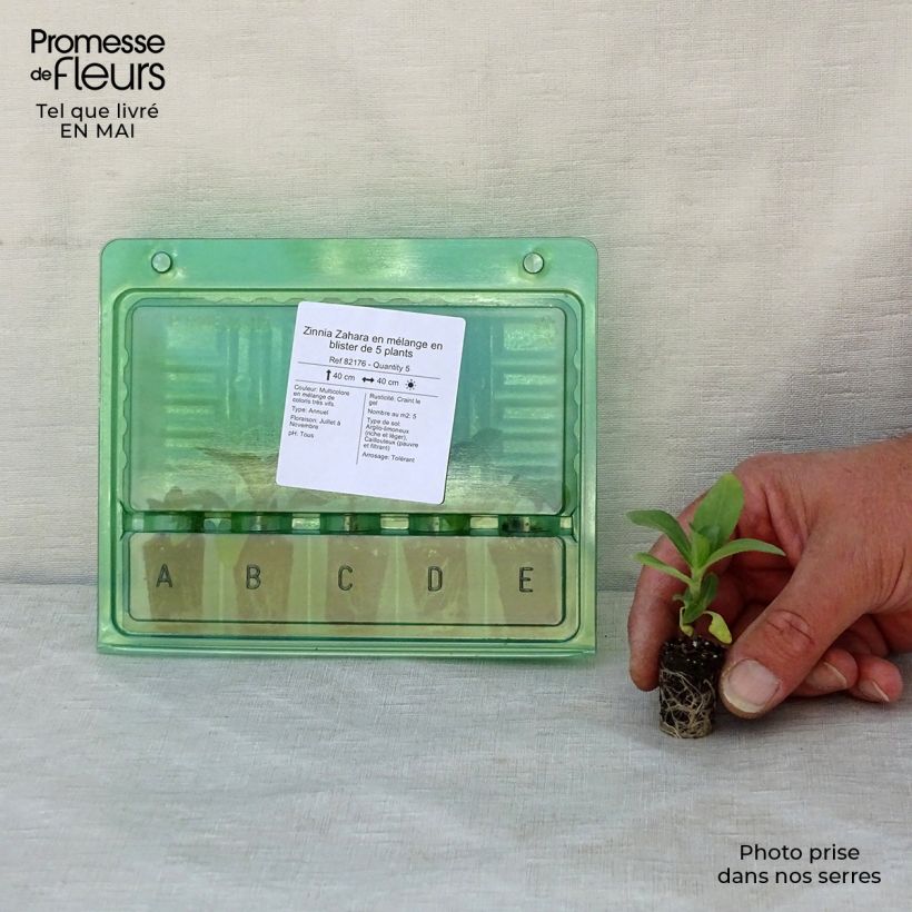 Amostra de Zinnia Zahara en mélange - Zinnia hybride Mini-motte Ø 1,5/2,5 cm tal como entregue na primavera