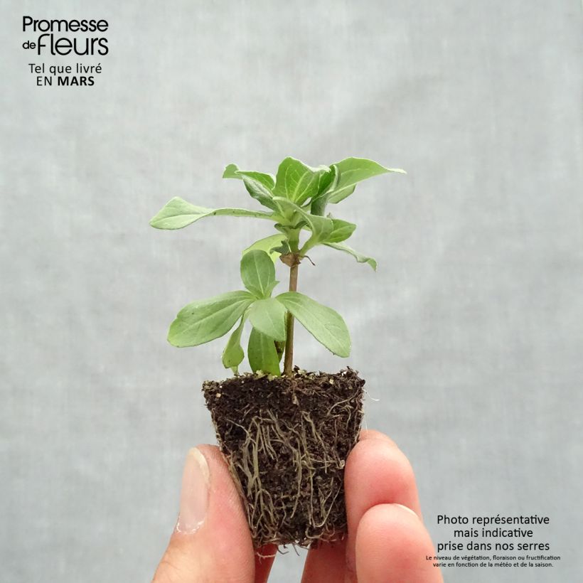 Amostra de Zinnia Zahara en mélange - Zinnia hybride Jardimotte : motte 3,8 cm x 3,2 cm en plaque de culture par 16 tal como entregue na primavera