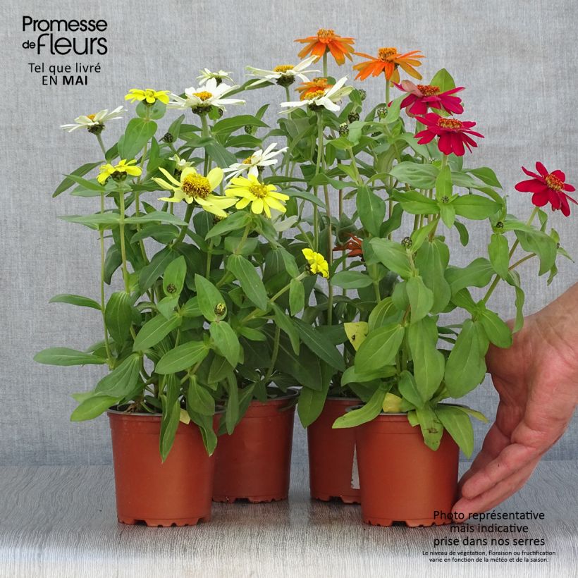 Amostra de Zinnia Zahara en mélange - Zinnia hybride Pot de 10 cm/11cm tal como entregue na primavera