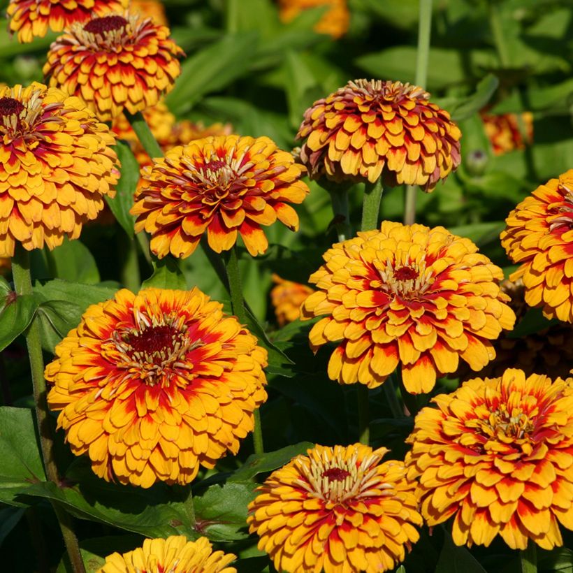 Zínia elegans Macarenia em sementes (Floração)