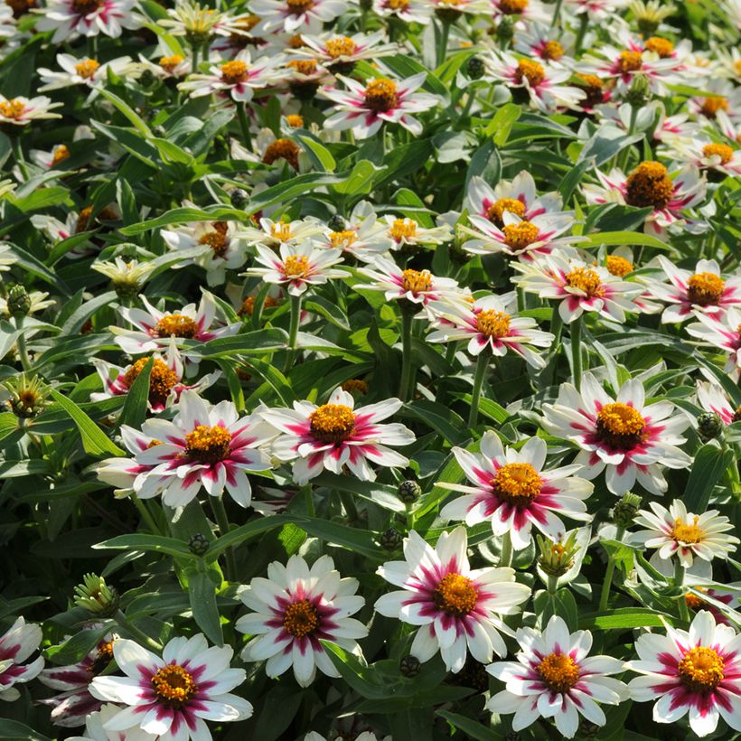 Zínia marylandica Zahara Starlight Rose em sementes (Hábito)