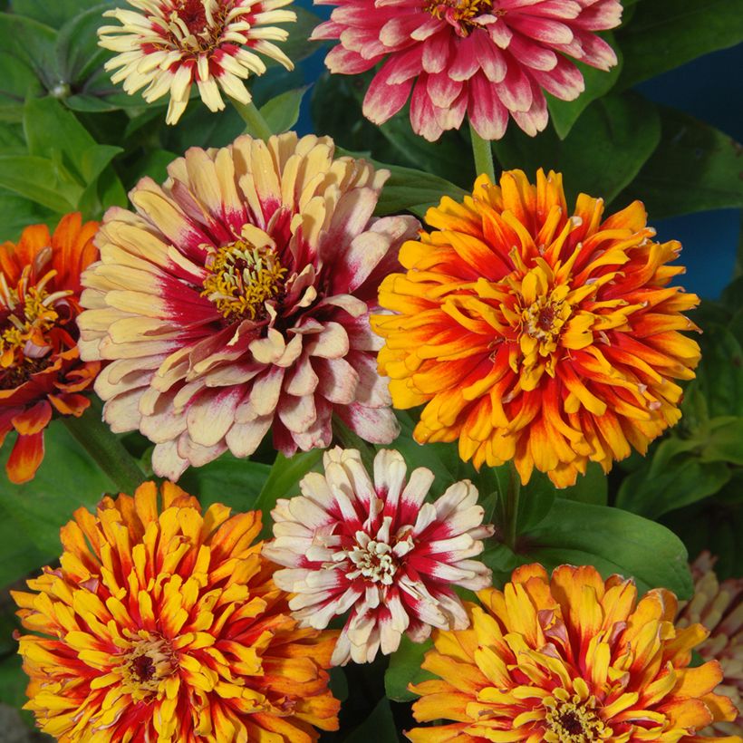 Zínia elegans Whirlygig Mixed em sementes (Floração)