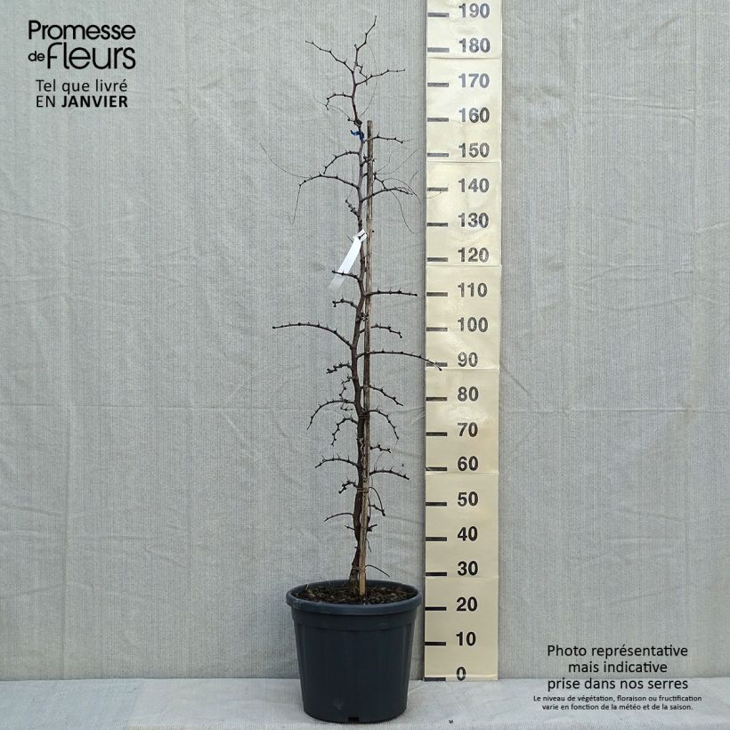 Amostra de Ziziphus jujuba - Jujubier commun Vaso de 12 L/15 L tal como entregue no inverno