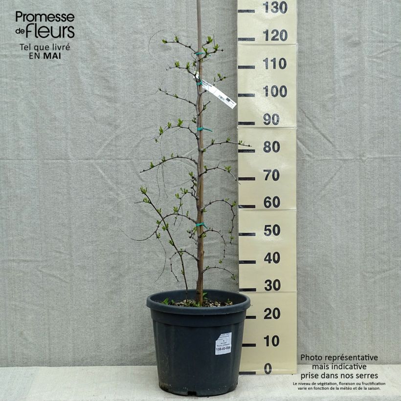 Amostra de Ziziphus jujuba Vaso de 12 L/15 L tal como entregue na primavera