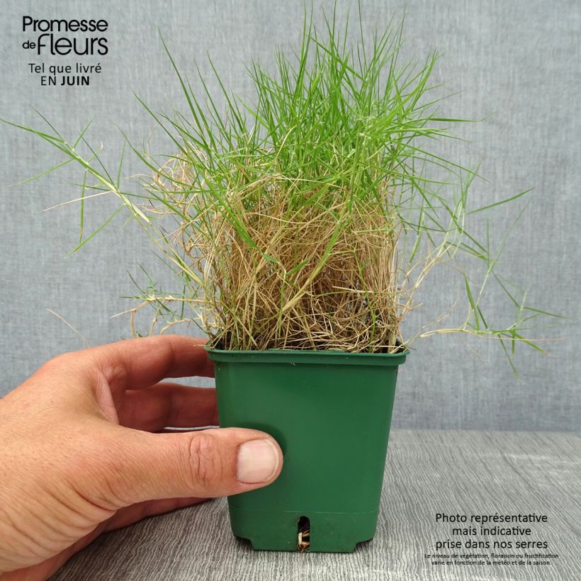 Amostra de Zoysia tenuifolia Vaso de 8/9 cm tal como entregue no verão