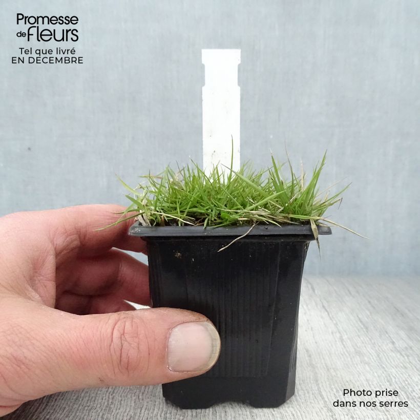 Amostra de Zoysia tenuifolia - Gazon des Mascareignes Vaso de 8/9 cm tal como entregue no inverno