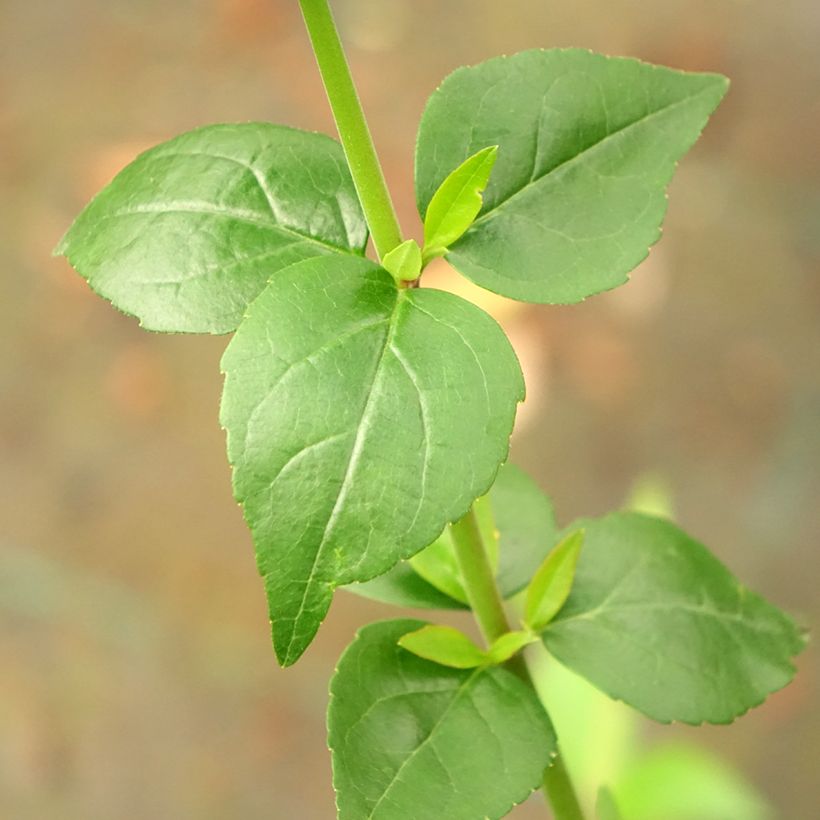 Abélia grandiflora Semperflorens (Folhagem)