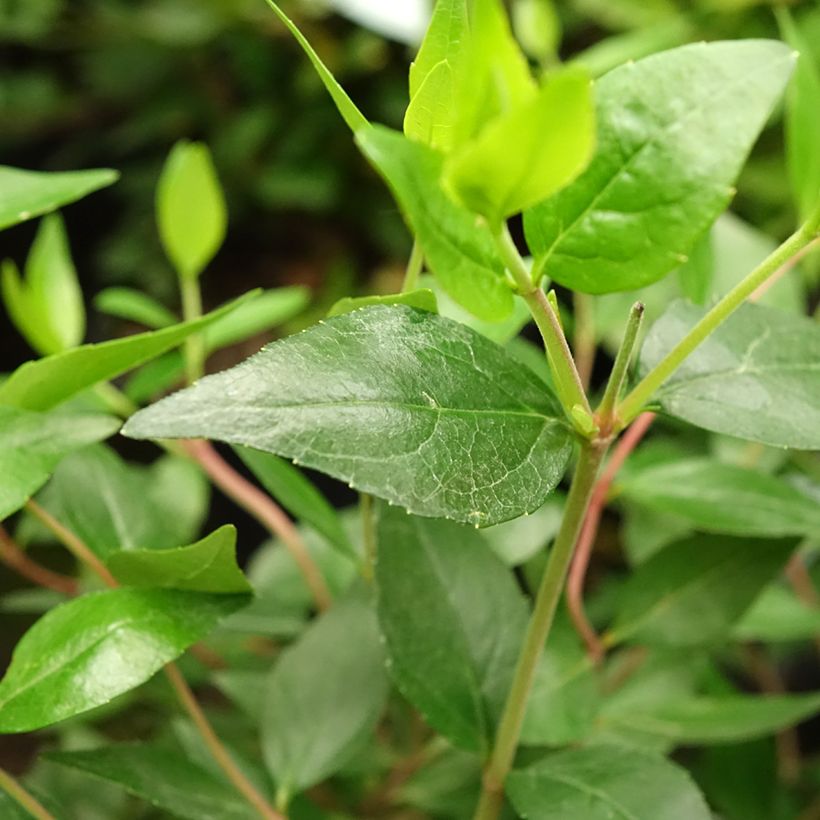 Abélia grandiflora Sherwood (Folhagem)
