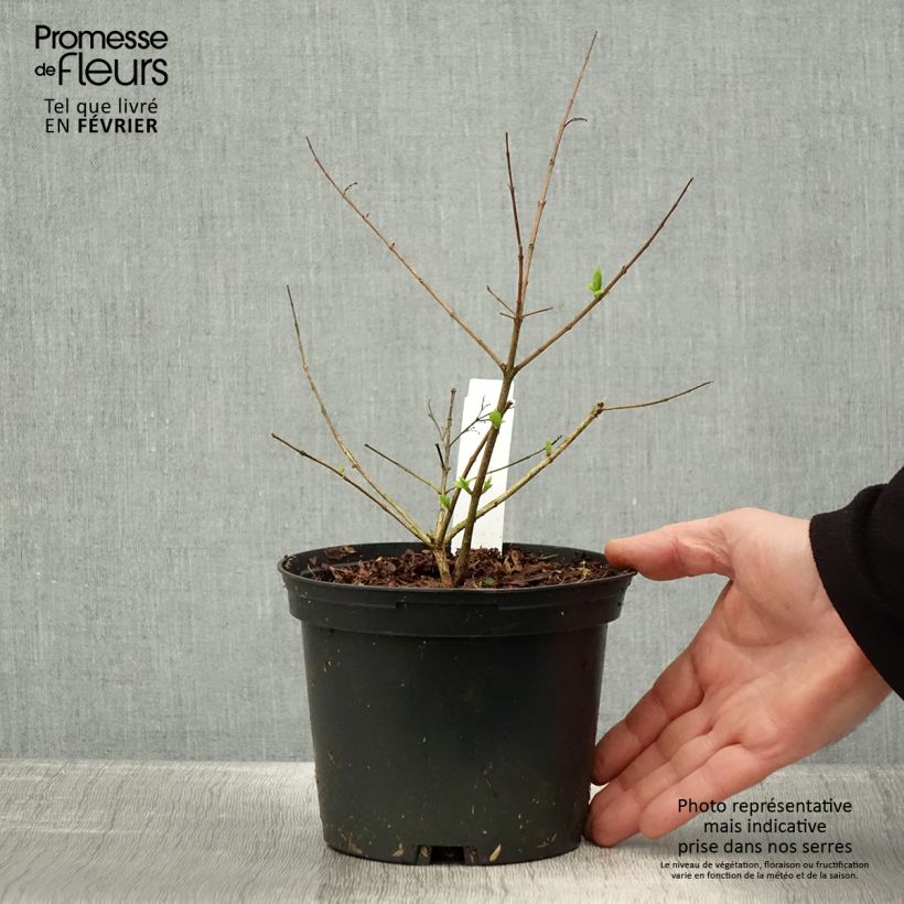 Amostra de Abelia chinensis - Abélia de Chine Vaso de 2 L/3 L tal como entregue no inverno