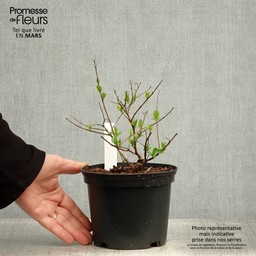 Amostra de Abélia chinensis Vaso de 2 L/3 L tal como entregue na primavera
