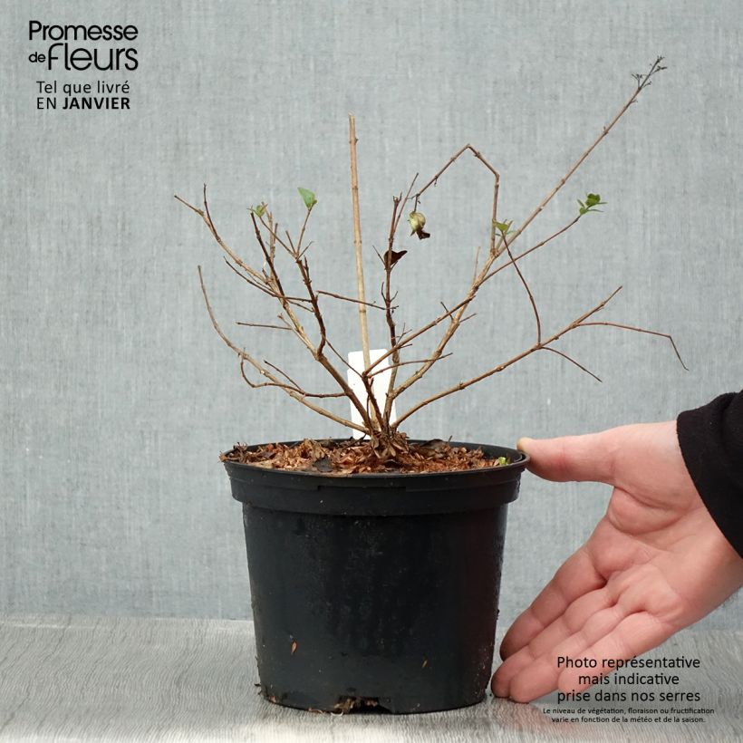 Amostra de Abelia chinensis Autumn Festival - Abélia de Chine Vaso de 4 L/5 L tal como entregue no inverno