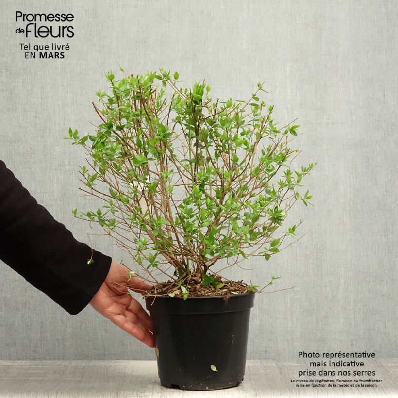 Amostra de Abélia chinensis Autumn Festival Vaso de 4 L/5 L tal como entregue na primavera