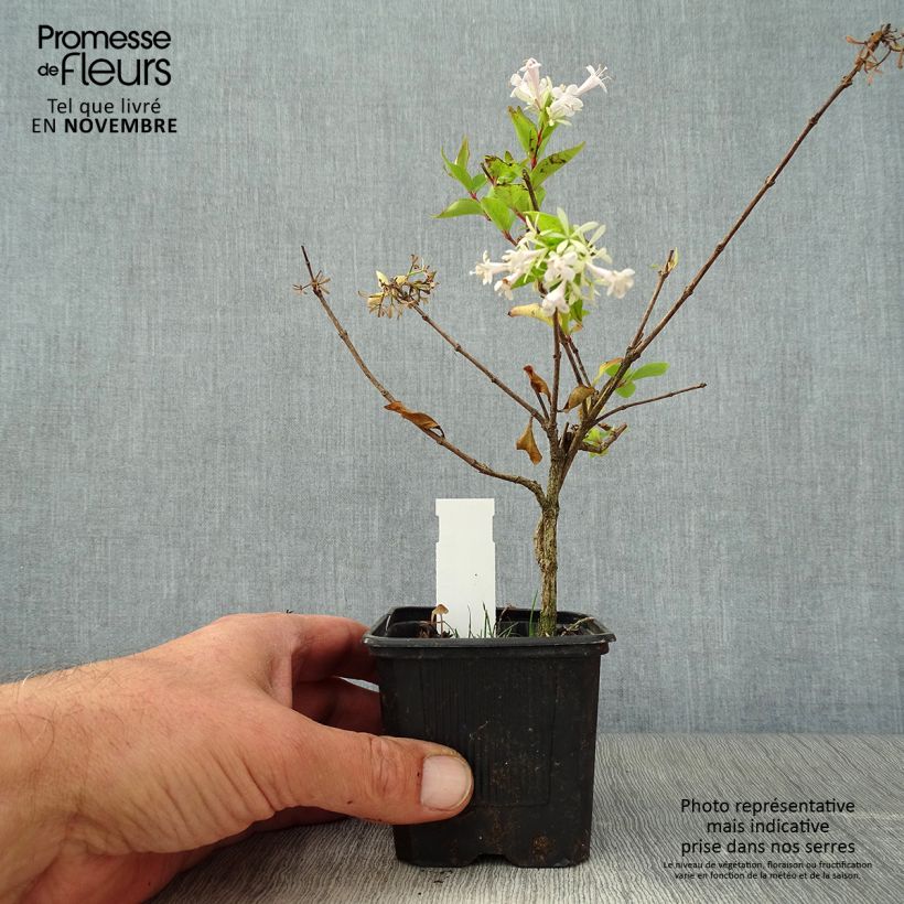 Amostra de Abelia chinensis White Surprise - Abélia de Chine Godet de 8/9 cm tal como entregue no outono