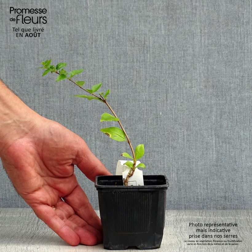 Amostra de Abélia chinensis White Surprise Vaso de 8/9 cm tal como entregue no verão