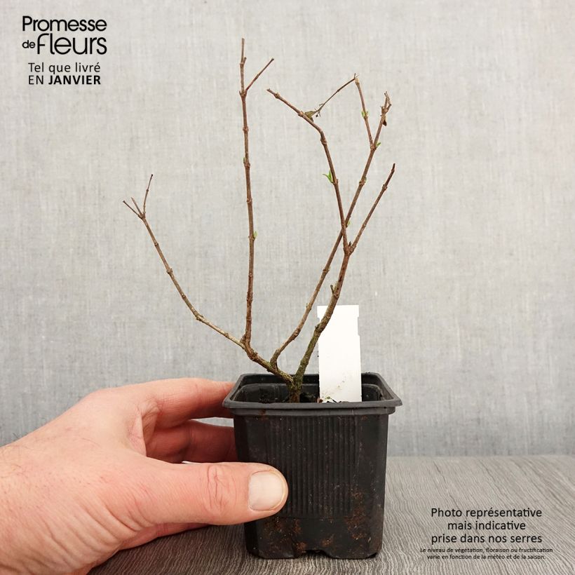 Amostra de Abélia chinensis White Surprise Vaso de 8/9 cm tal como entregue no inverno