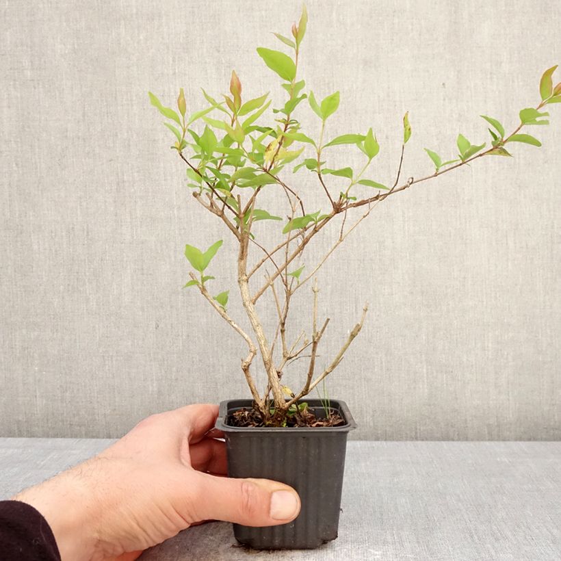 Amostra de Abélia chinensis White Surprise Vaso de 8/9 cm tal como entregue na primavera