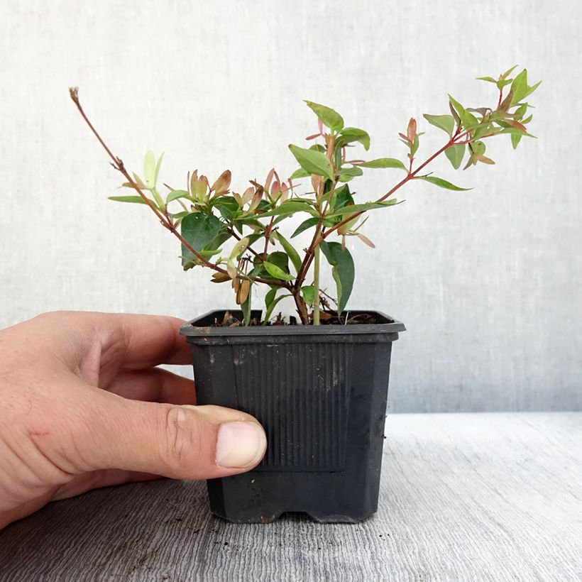 Amostra de Abélia grandiflora Edward Goucher Vaso de 8/9 cm tal como entregue no outono