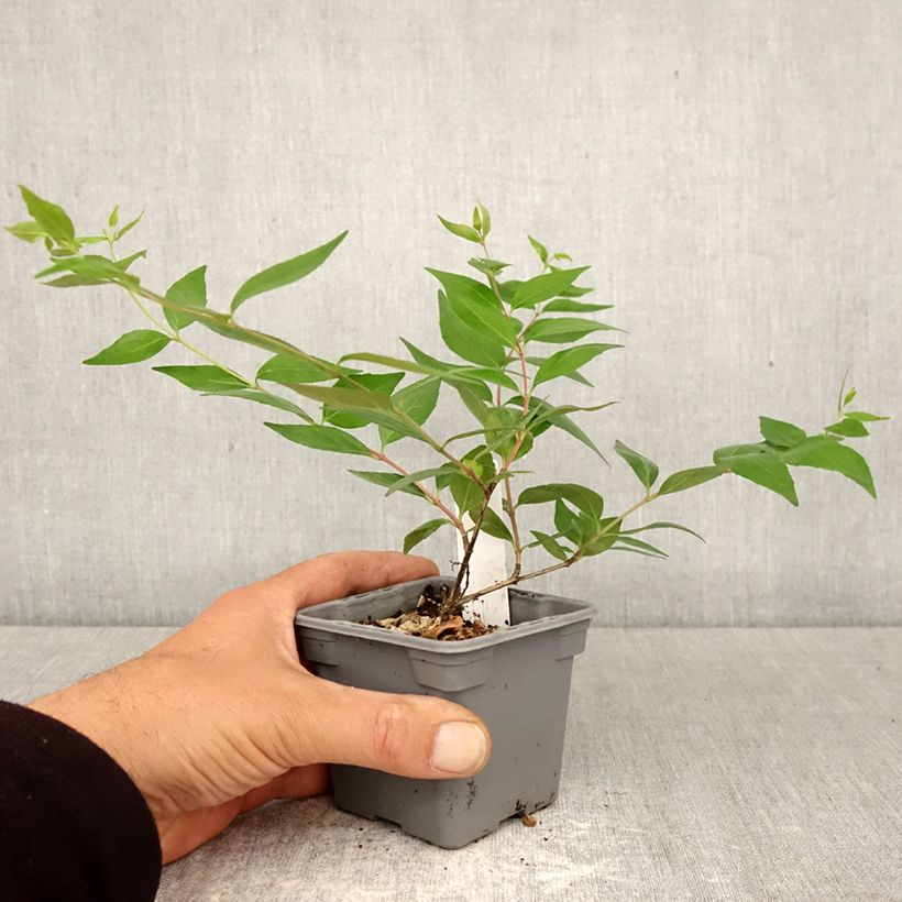 Amostra de Abélia grandiflora Vaso de 8/9 cm tal como entregue na primavera