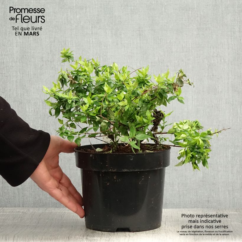 Amostra de Abélia grandiflora Caramel Charm Vaso de 3 L/4 L tal como entregue na primavera