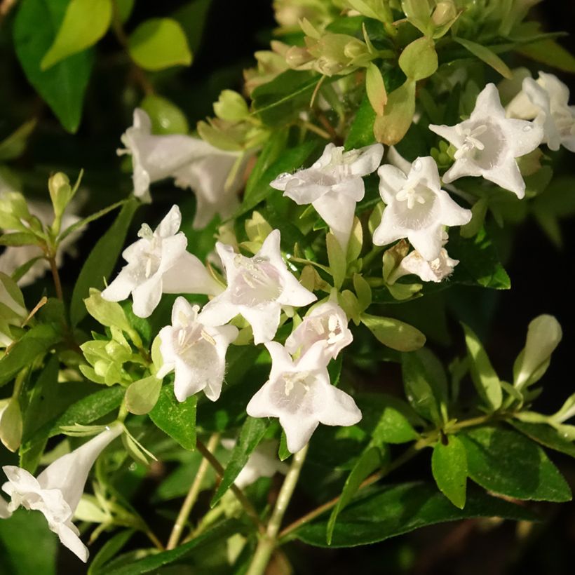 Abélia grandiflora Caramel Charm (Floração)