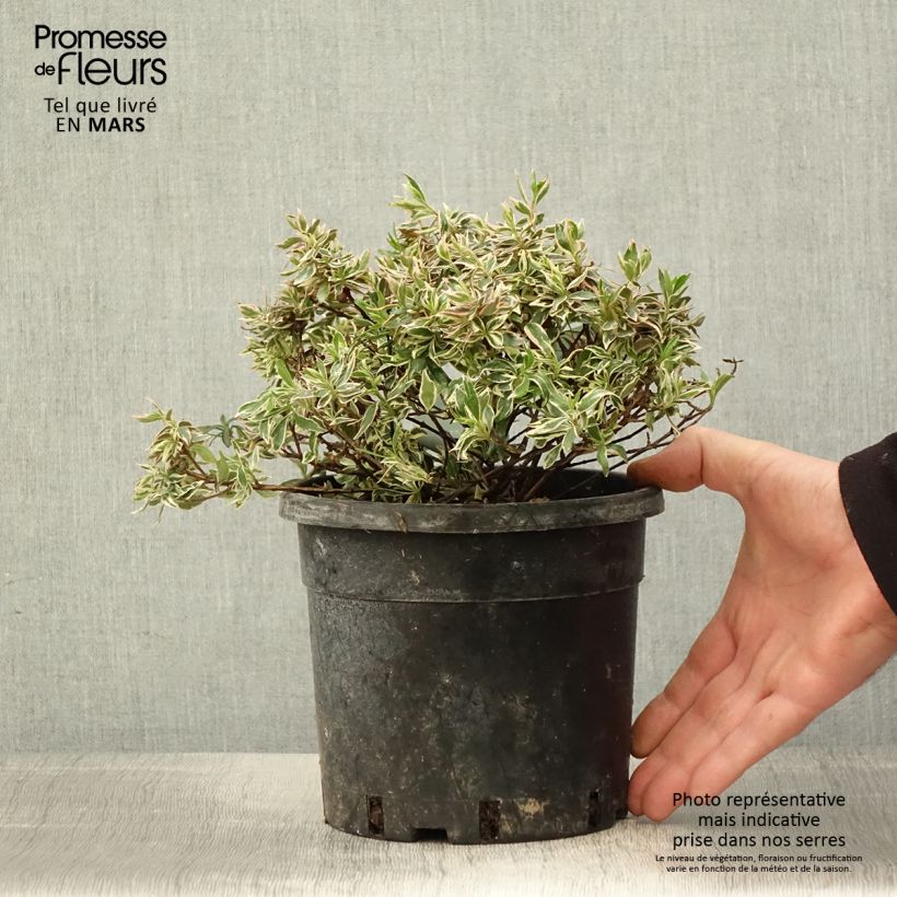 Amostra de Abélia grandiflora Confetti Vaso de 1,5 L/2 L tal como entregue na primavera