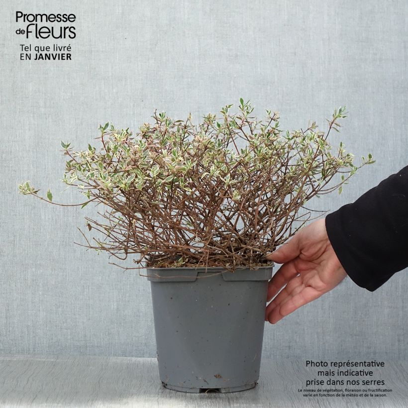 Amostra de Abélia grandiflora Confetti Vaso de 3 L/4 L tal como entregue no inverno